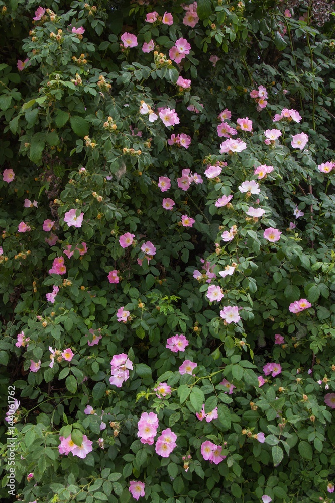 Rosal Silvestre en Flor