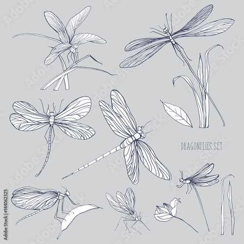Set of various dragonflies in different poses. Monochrome hand drawn collection flying adder. Vector illustration.