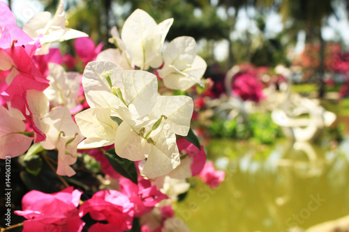 Pink and white flowers of Bougainvillea near the pond