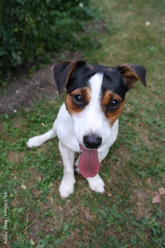 Fototapeta Naklejka Na Ścianę i Meble -  Jack Russell Terrier tongue puppy cute sitting on ground 