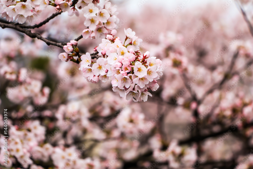 Sakura Festival ,Muramatsu Park has around 3,000 cherry blossom trees, Niigata,Japan.