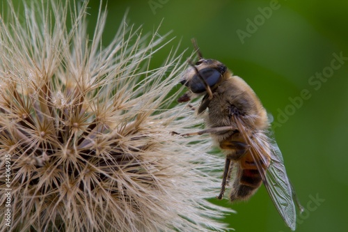 Close up of honey bee pollinating a dandelion flower 