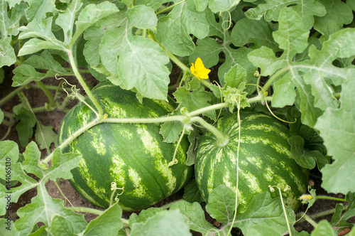 Part of watermelon plant- blossom and fruits