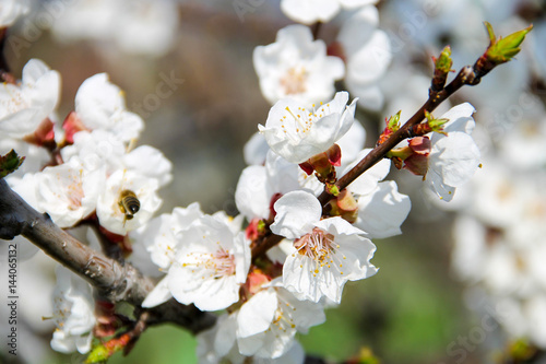 Detail of blossom apricot tree