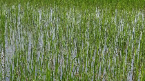 green jasmine rice sprouts in paddy field waving by wind