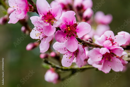 Apricot flowers close-up