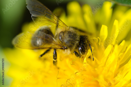 Bee in action detail © goumbik