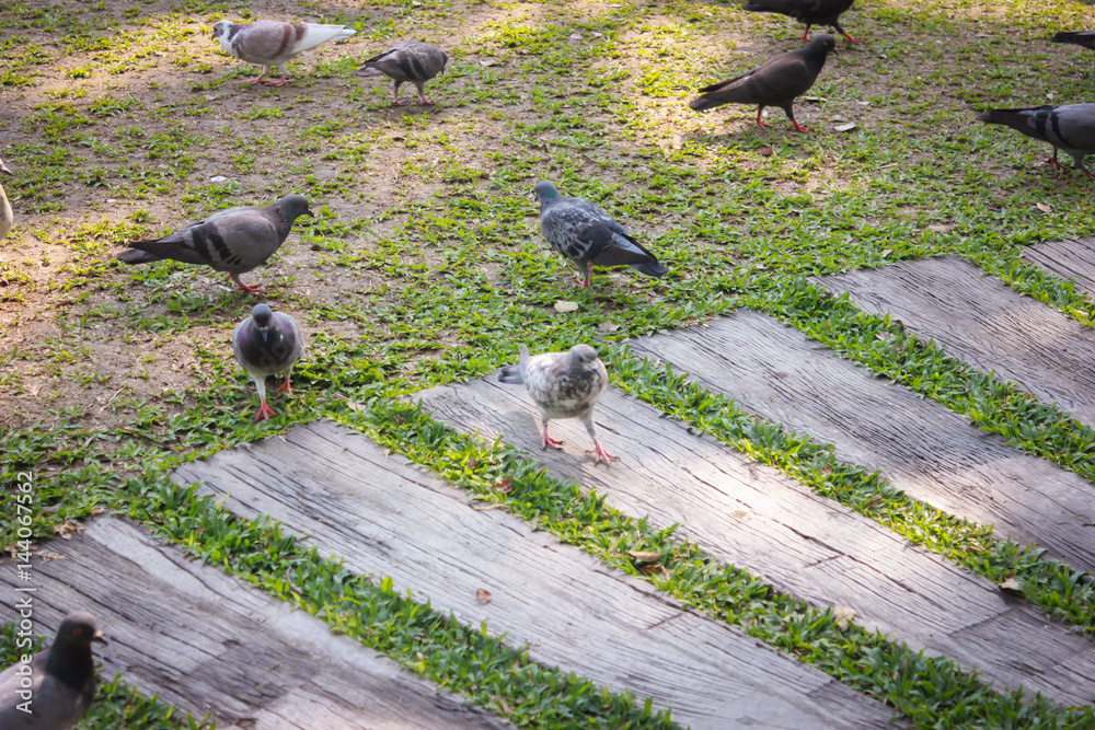 Fototapeta premium Pigeons walk in the park.