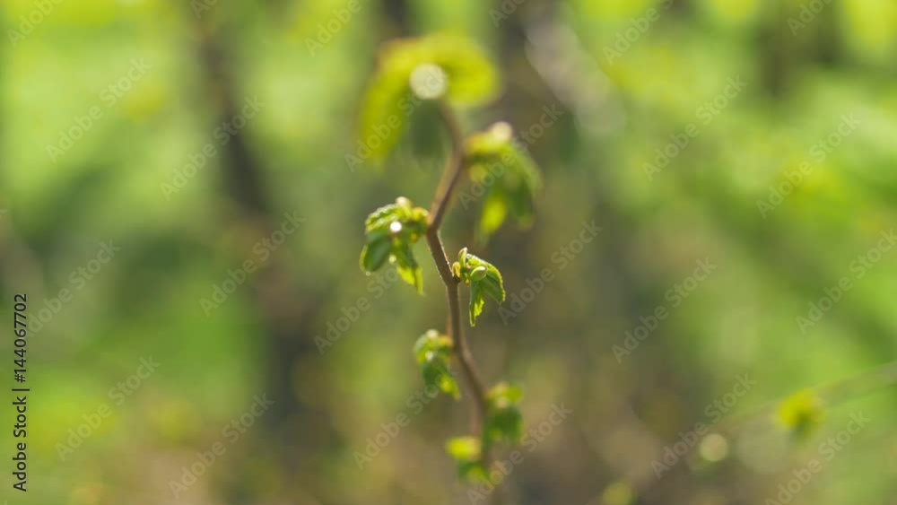 Young fresh spring leaves trembling on the wind. Thin tree branch with fresh green leaves on nature background. Sunny weather. Focusing. Young fresh spring leaves trembling on the wind. Thin tree branch with fresh green leaves on nature background. Sunny weather. Focusing.