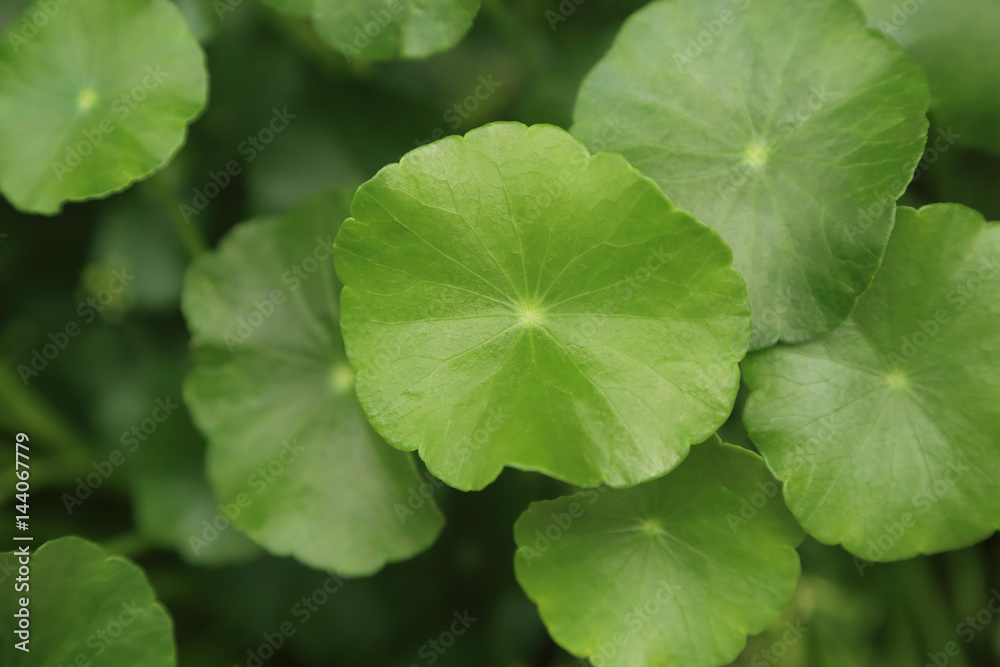 Close up of Water pennywort leave, fresh green background. Close up of Water pennywort leave, fresh green background.