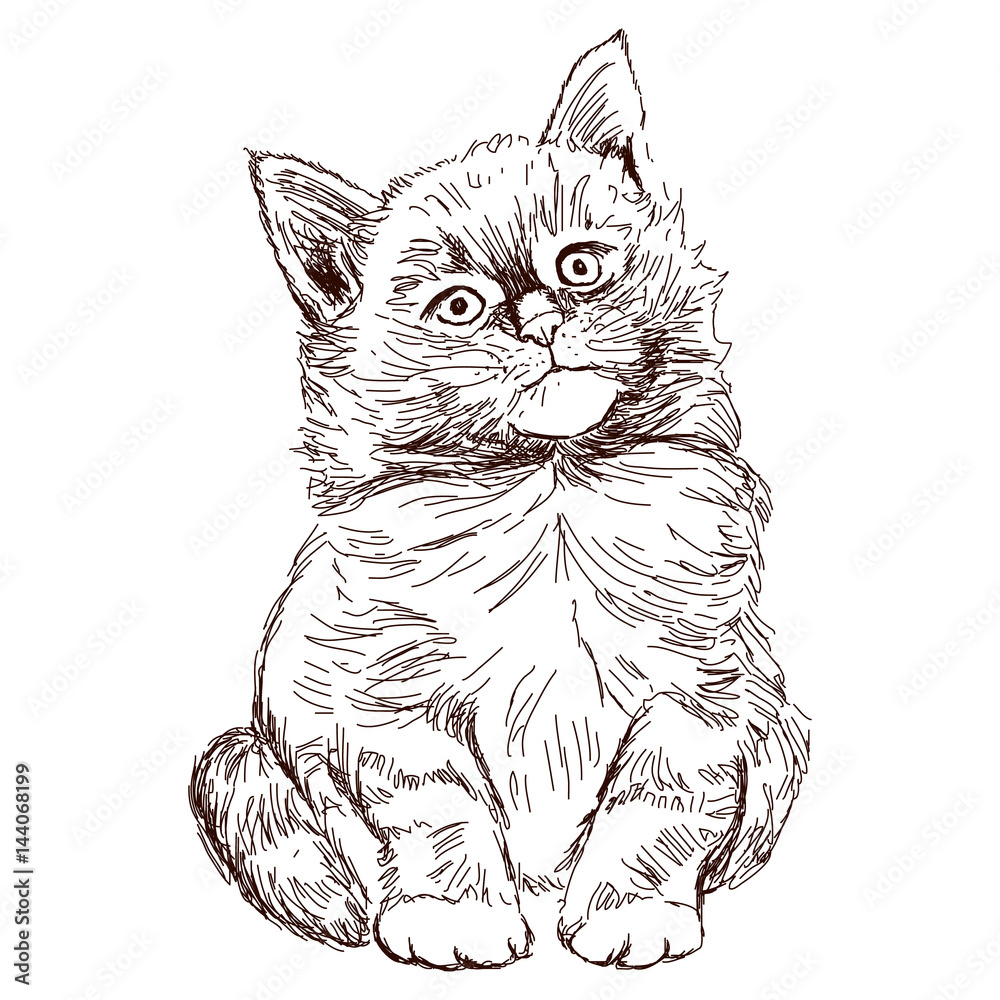 Funny little kitten Cat sitting Looks right Hand drawn sketch Vector  illustration isolated on white background Realistic Stock Vector  Adobe  Stock