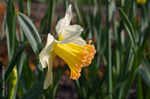 Fototapeta Naklejka Na Ścianę i Meble -  Narzisse der Sorte Salome - the Daffodil flower Salome