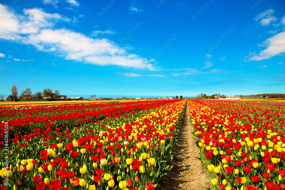 Tulip field. Multicolored tulips
