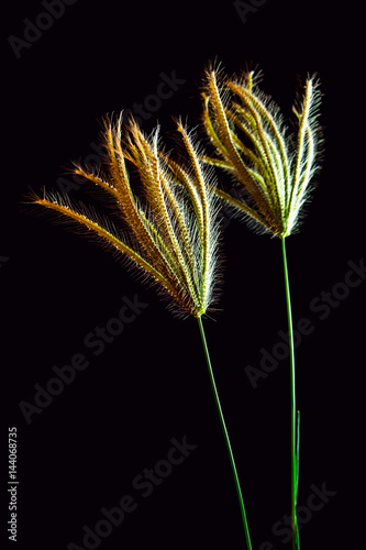 Flower of Swallen Finger grass