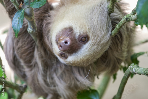 Two toed sloth in a tree photo