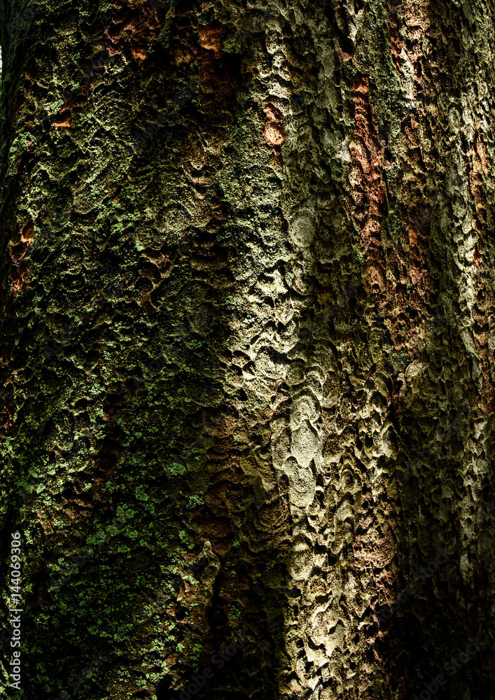 Fototapeta premium 木