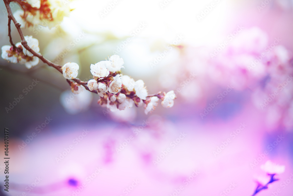 Beautiful pink Cherry Blossom in full bloom white