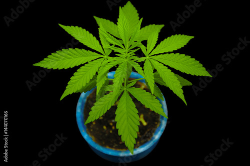 young marijuana indoor plant growing in blue pot isolated on  black background