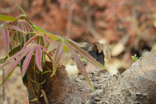 Stumps cut off The young leaves growing