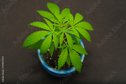 young marijuana indoor plant growing in blue pot 