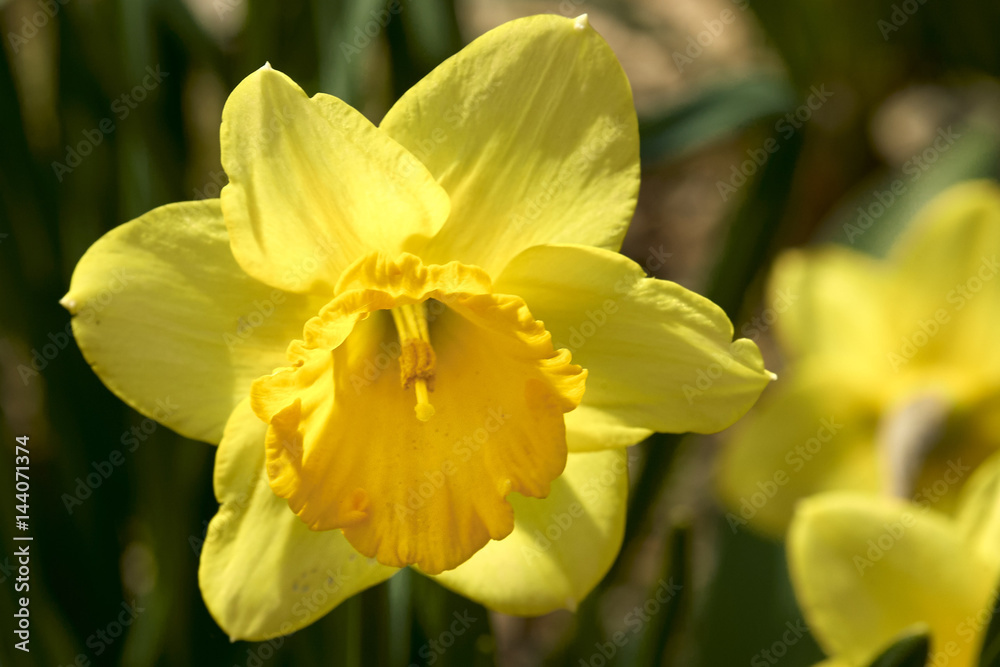 Yellow Daffodil