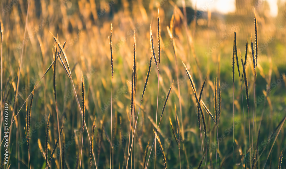 Fountain grass meadow under sunset light, faded look effect . Fountain grass meadow under sunset light, faded look effect .