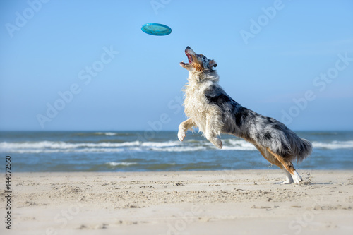 Fototapeta Naklejka Na Ścianę i Meble -  Ein Australian Shepherd spielt am Strand bei blauem Himmel und Sonne Frisbee, dieser springt er dynamisch hinterher.
