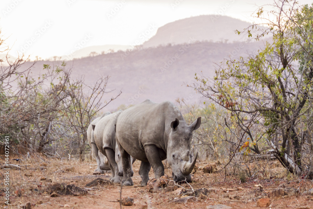 Obraz premium Southern white rhinoceros in Kruger National park, South Africa