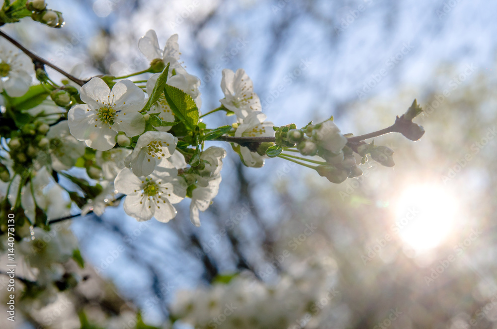 Fototapeta premium branches of the cherry blossoms filmed against a blue sky