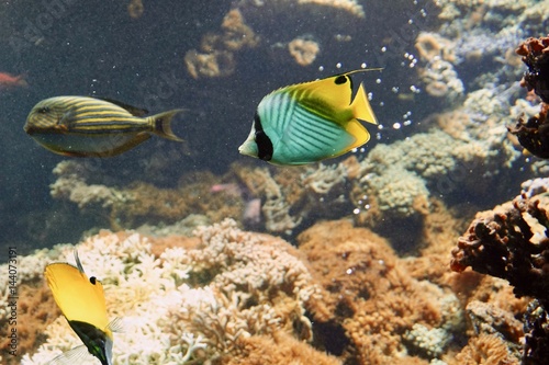 Falterfisch im Korallenriff