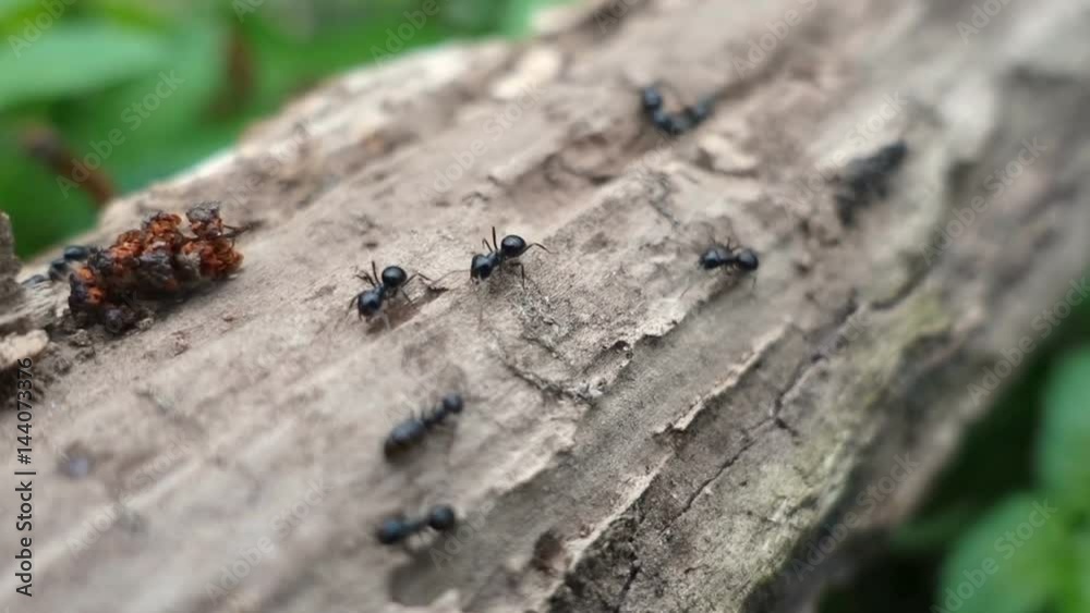 ants walking on the branch in the forest, closeup ants walking on the branch in the forest, closeup