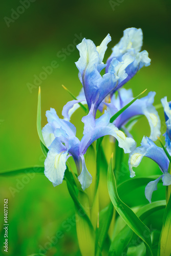 Fototapeta Naklejka Na Ścianę i Meble -  Flowering of beautiful flowers of lilac irises in the green grass in the garden.
