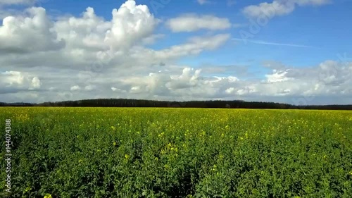 Survol d'un champs de colza en fleur