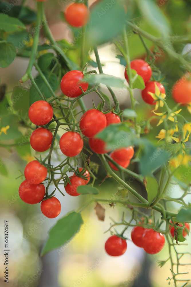 Bunch of red cherry tomatoes ready for picking with fresh green background.