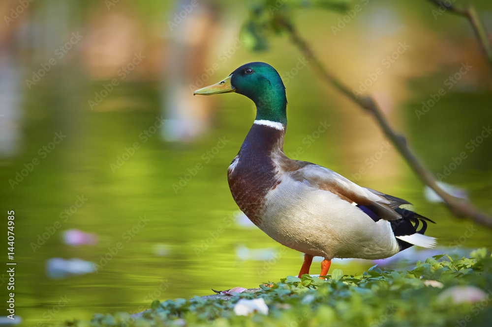 Duck life Duck life