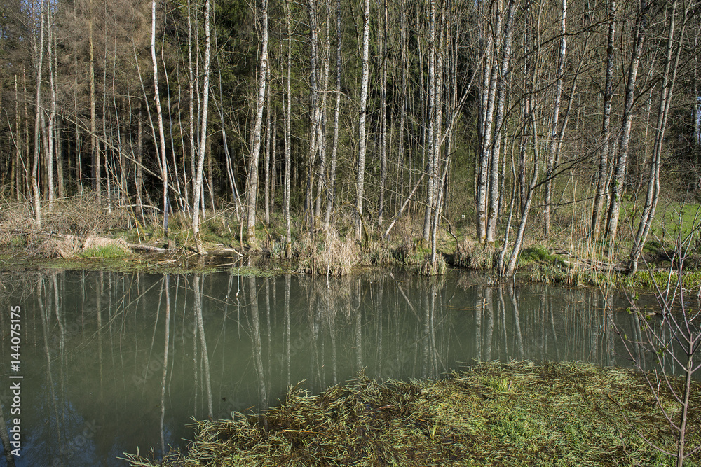 Obraz premium Durch Biber entstandene Auenlandschaft, Hersiwil, Solothurn, Schweiz
