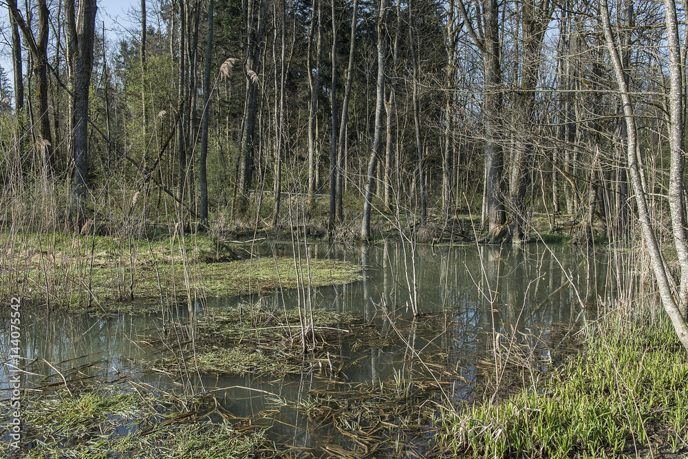 Obraz premium Durch Biber entstandene Auenlandschaft, Hersiwil, Solothurn, Schweiz