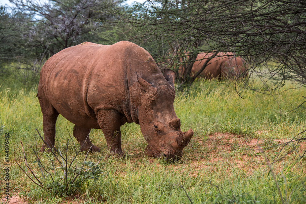 Fototapeta premium White rhino, Waterberg Plateau National Park, Namibia
