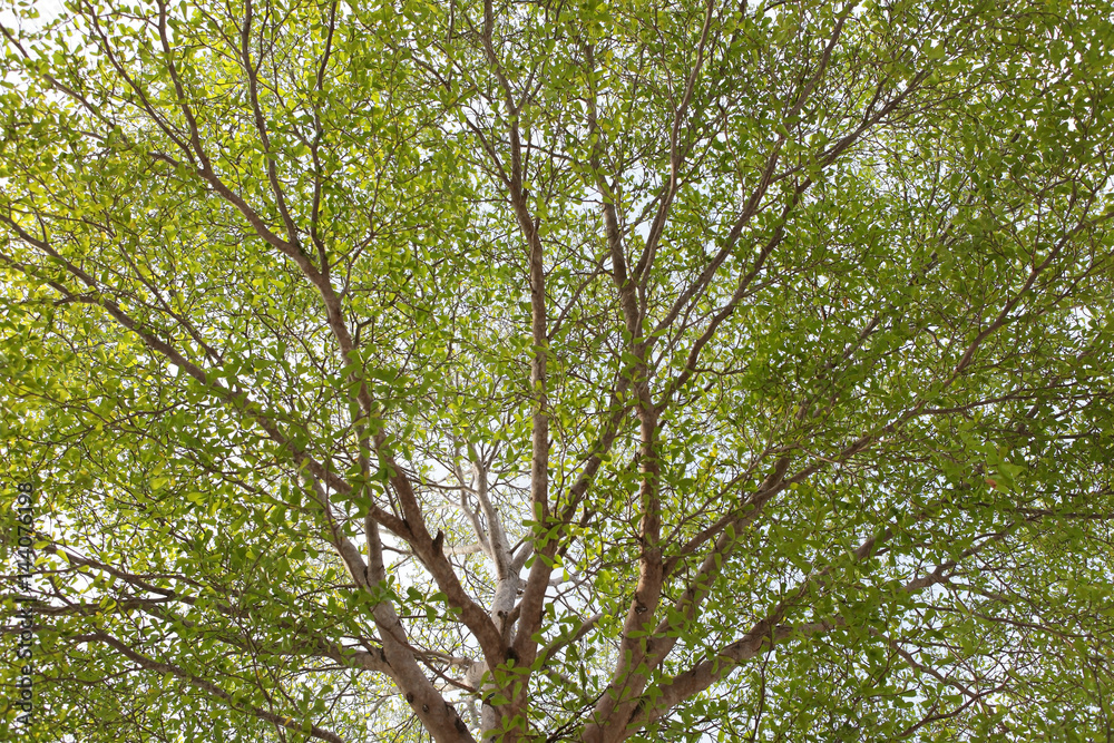 Terminalia ivorensis Chev tree background. Terminalia ivorensis Chev tree background.