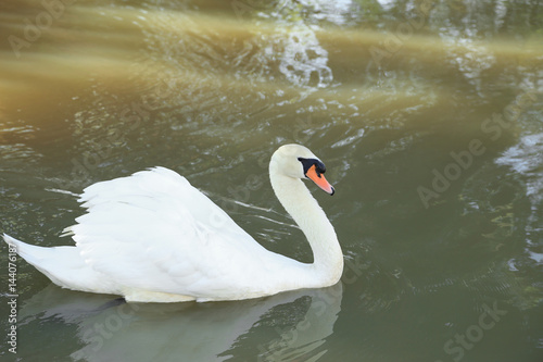 Fototapeta Naklejka Na Ścianę i Meble -  White swan swim in the nature.