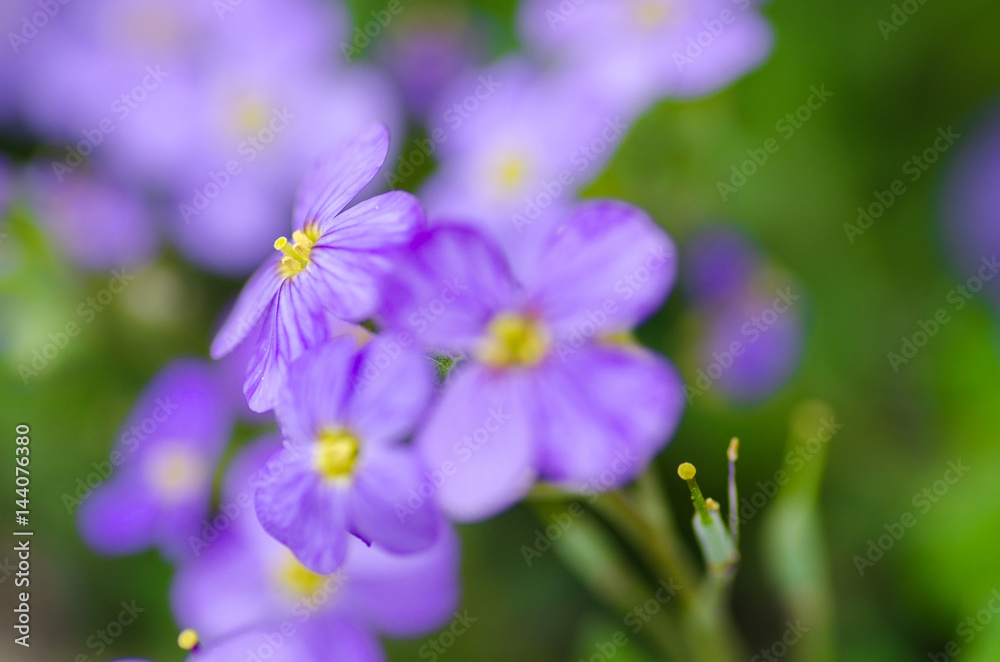 Flower detail in spring
