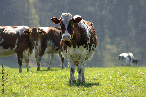 Kuh auf der Weide
