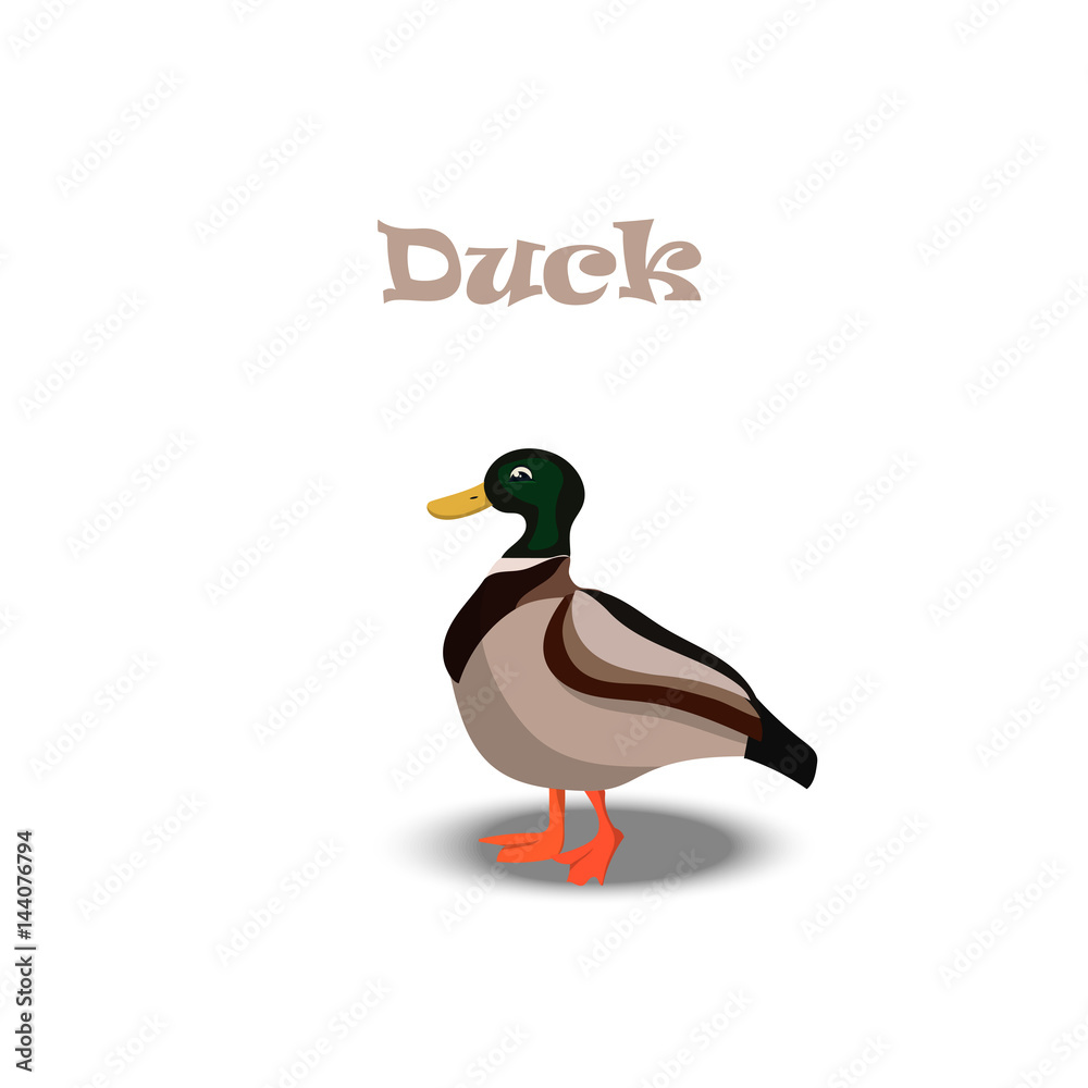 Obraz premium cute funny duck