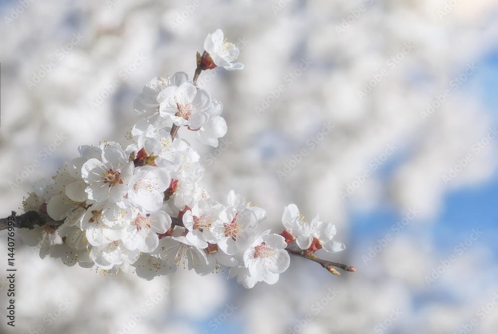 Branch with beautiful apricot blossom on white nature background Branch with beautiful apricot blossom on white nature background