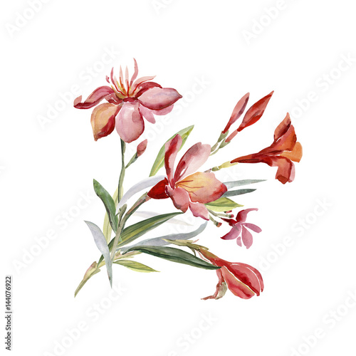  Pattern bouquet of Mediterranean urban flowers on a colored background
