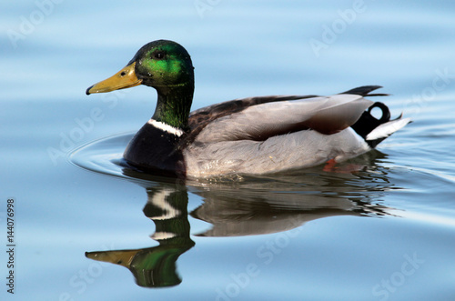 Male wild duck,mallard duck (Anas platyrhynchos) swimming at the river Danube,in Belgrade,Zemun,Serbia.