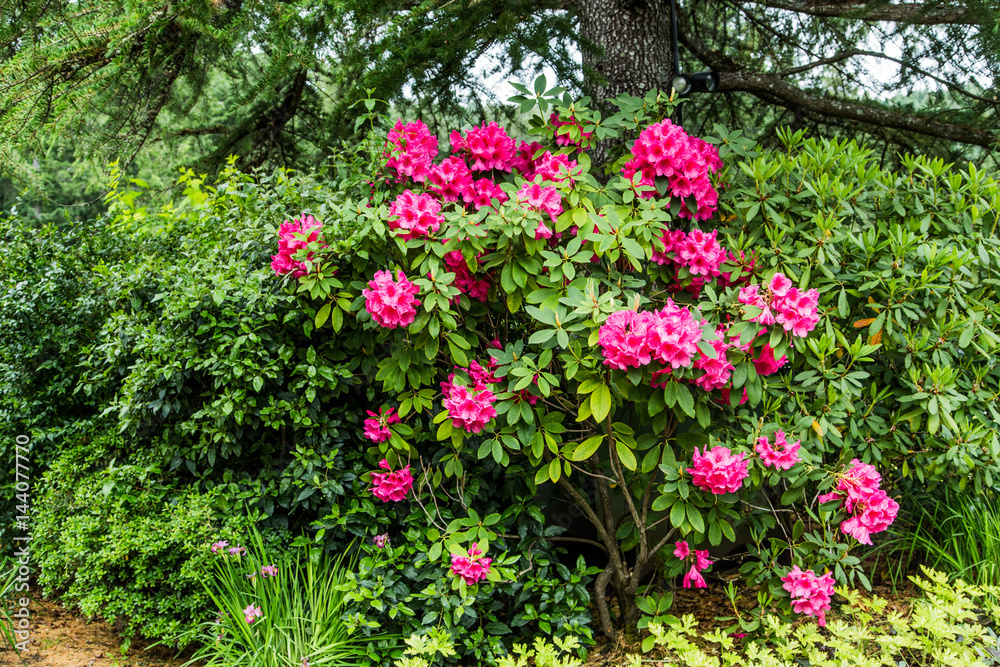 Pink Rhododendrons in Forest Garden
