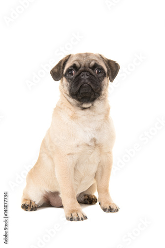 Cute sitting young pug dog looking at the camera isolated on a white background