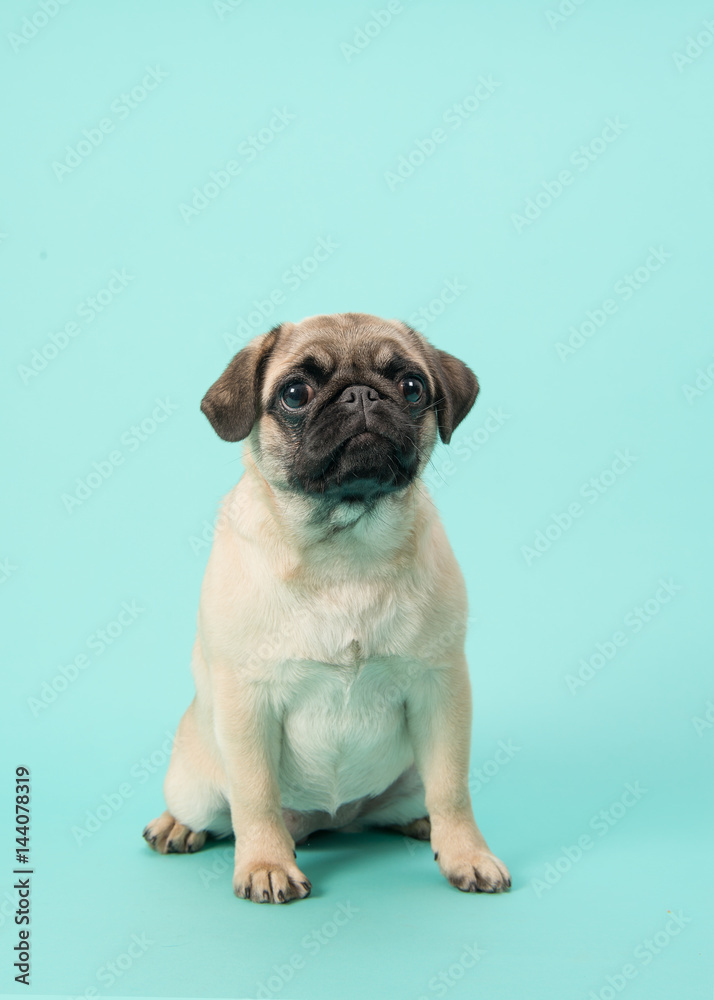 Cute sitting young pug dog looking at the camera on a blue background Cute sitting young pug dog looking at the camera on a blue background