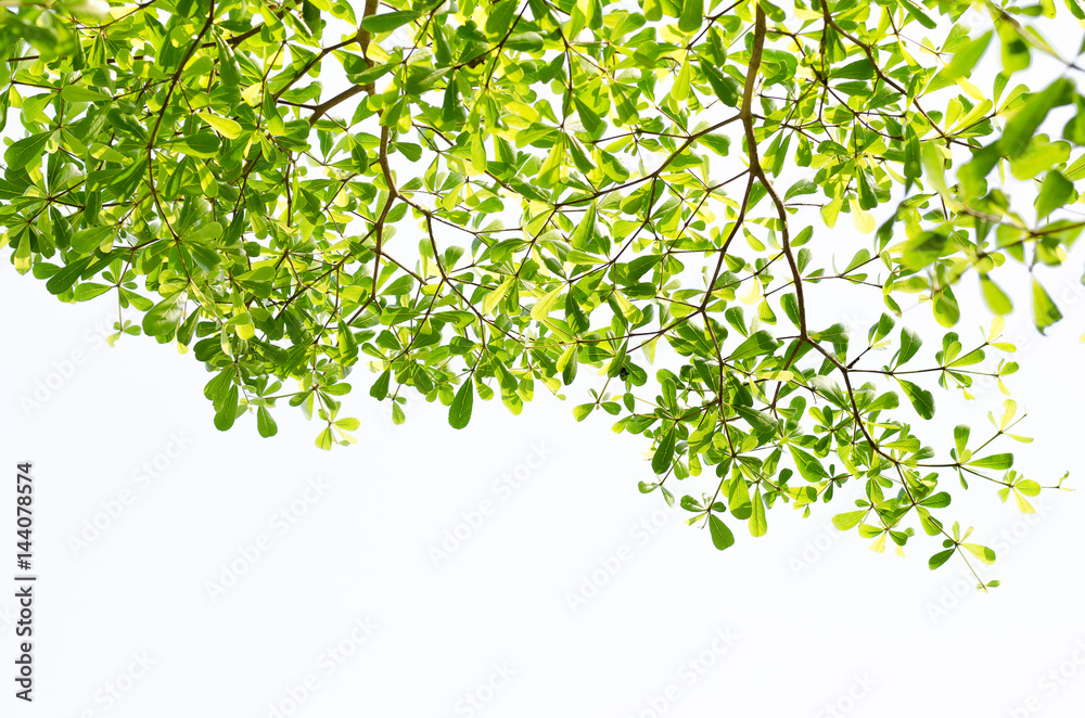 Green leaf isolated on white background,